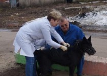 В ТОС Приокского района стартовала акция по бесплатной  вакцинации домашних животных против бешенства
