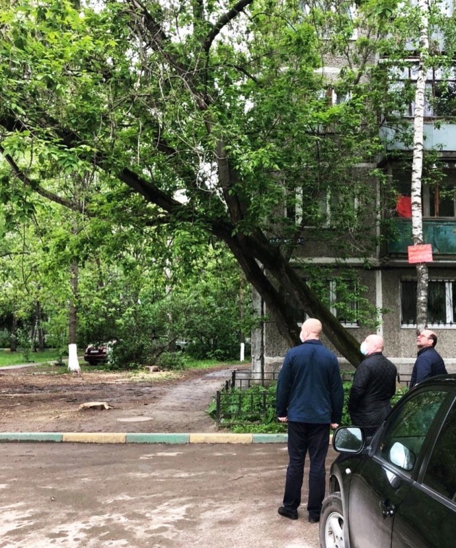 Андрей Дранишников проконтролировал спил аварийного дерева