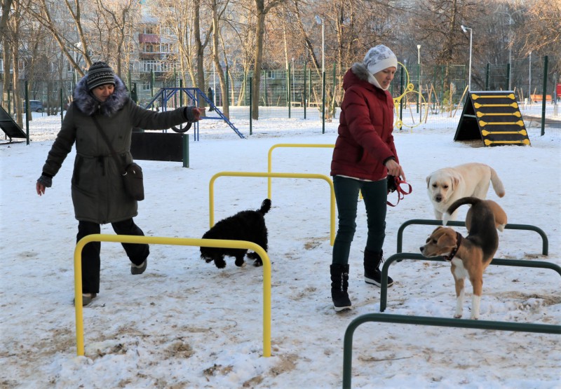 Профильная комиссия обсудит планы по строительству в Нижнем Новгороде площадок для выгула собак