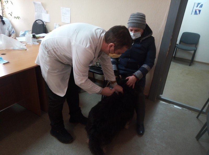 Вакцинация домашних животных в ТОС имени Валерия Чкалова