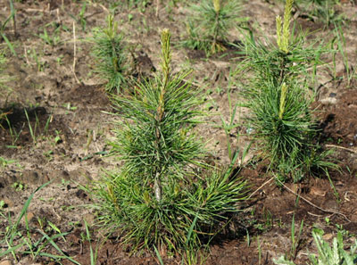 Более пятидесяти кедров появятся во дворах Нижегородского района