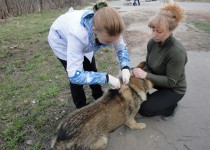 Бесплатная вакцинация животных от бешенства пройдет в Приокском районе