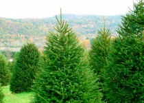 В Автозаводском районе состоится очередной этап акции по высадке саженцев хвойных пород