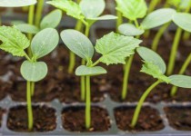 Работы в теплицах Дивеевского подворья