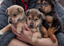 Проблемы отлова безнадзорных животных обсудили члены постоянной комиссии по экологии