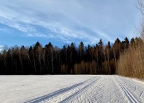 Депутаты предложили создать рабочую группу по содержанию городских лесов