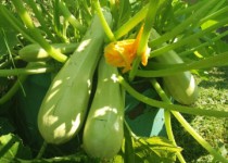 Урожай от жителей ТОС поселков Новый и Кооперативный