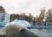 Зоопарк «Лимпопо» глазами жителей ТОС поселков Новый и Кооперативный