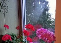 Комнатные растения и цветы — небольшой уголок живой природы в нашем доме в ТОС им. Н.А.Зайцева