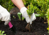 В 2022 году в Нижнем Новгороде в рамках компенсационного озеленения было посажено 5449 деревьев и кустарников