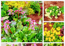 Совет ТОС №10 «Мончегороский» провел акцию «Посади цветы, передай эстафету!»