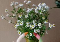 Соседский центр «На Молодежном» поздравил всех соседей с Днем семьи, любви и верности