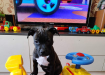 Международный День собак в ТОС им. Н.А.Зайцева