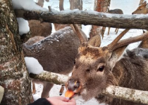 Жители Московского района побывали в «Стране Оленьей!»